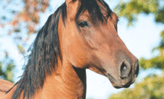 تشريع ذبح الخيل فـي أوكلاهوما