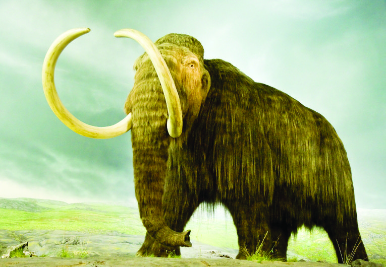 yuka-ice-age-elephant-mammuthus-primigenius_3_7412