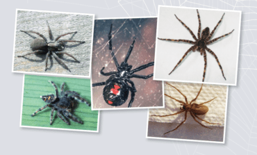 عناكب مخيفة يمكن أن تعترضك في ميشيغن