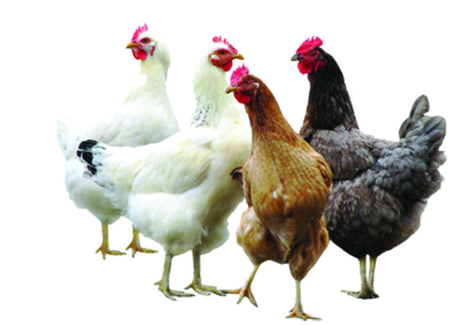 تربية الدجاج في الباكيارد