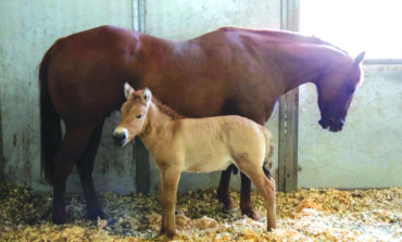 استنساخ حصان مهدد بالانقراض من مادة وراثية عمرها 40 عاماً