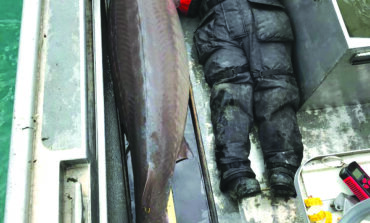 اصطياد سمكة قياسية في نهر ديترويت .. عمرها 100 عام