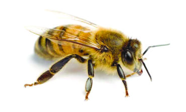 العالم يفقد النحل بوتيرة متسارعة