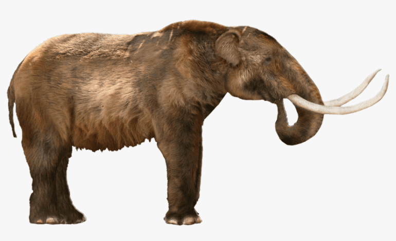 اكتشاف هيكل عظمي لفيل الماستودون المنقرض  في غرب ميشيغن
