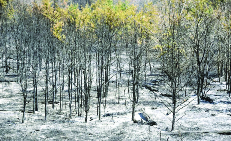 حرائق الغابات تهدّد صيف ميشيغن بسبب الجفاف