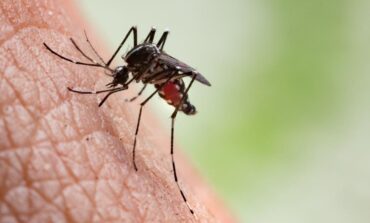 رصد أول فيروس تحمله أسراب البعوض في ميشيغن .. والسلطات الصحية تحذّر