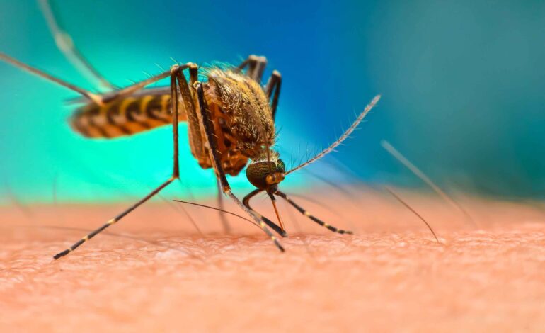 وزارة الصحة ترصد فيروساً خطيراً ثانياً بين أسراب البعوض في ميشيغن .. وتدعو السكان إلى توخي الحذر