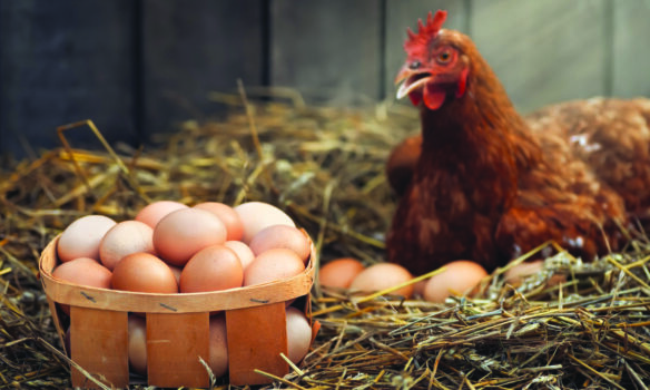 الحكومة الفدرالية  تقاضي ولاية ميشيغن بسبب البَيض