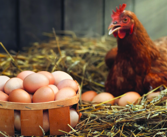 الحكومة الفدرالية  تقاضي ولاية ميشيغن بسبب البَيض