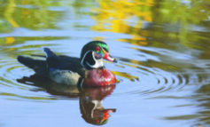 بطّة ميشيغن الرسمية .. ماذا تعرف عن بطّ الخشب؟