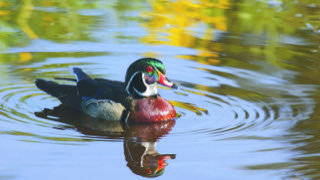 بطّة ميشيغن الرسمية .. ماذا تعرف عن بطّ الخشب؟
