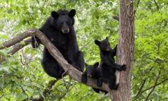 تحذير من انتشار الدببة في شمال ولاية ميشيغن