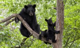 تحذير من انتشار الدببة في شمال ولاية ميشيغن