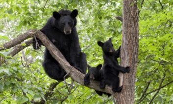 تحذير من انتشار الدببة في شمال ولاية ميشيغن