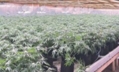 دعوى‭ ‬قضائية‭ ‬جديدة‭ ‬لإلغاء‭ ‬ضريبة‭ ‬الجملة‭ ‬على‭ ‬الماريوانا‭ ‬في‭ ‬ميشيغن