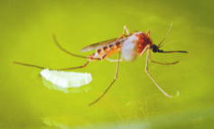 معلومات‭ ‬وإرشادات‭ ‬وقائية‭ ‬مع‭ ‬بداية‭ ‬موسم‭ ‬البعوض‭ ‬في‭ ‬ميشيغن